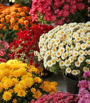 Seasonal Flowers and Greens