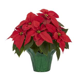 6 inch Poinsettia